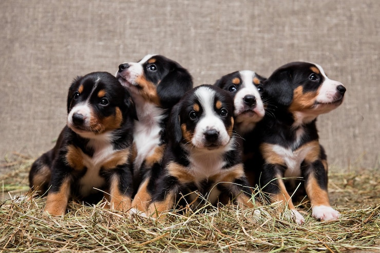 Foto fünf kleine welpen der entlebucher-berghundrasse