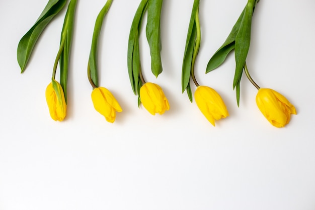 Fünf Knospen gelber Tulpen liegen glatt und rhythmisch auf einem weißen Hintergrund am oberen Rand des Rahmens