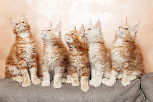 Fünf reinrassige Maine Coon-Kätzchen sitzen auf der Couch. Rote Kätzchen spielen miteinander