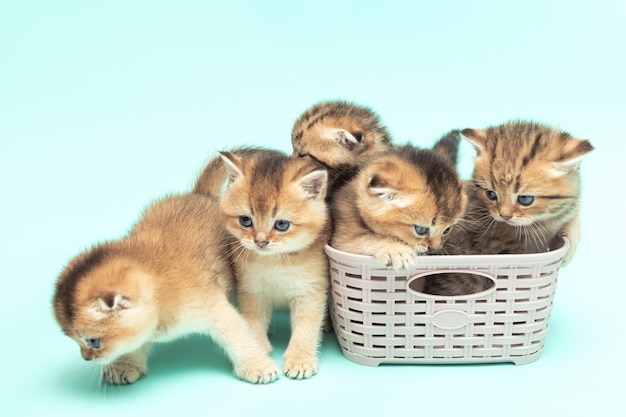 Fünf süße schottische Falte Kätzchen eine Monat alte goldene Chinchilla Farbe in einem Korb auf einer weichen blauen Oberfläche