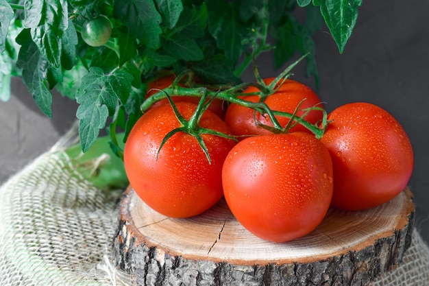 Fünf Tomaten liegen auf einem Holzständer und einem Baumwolltuch.