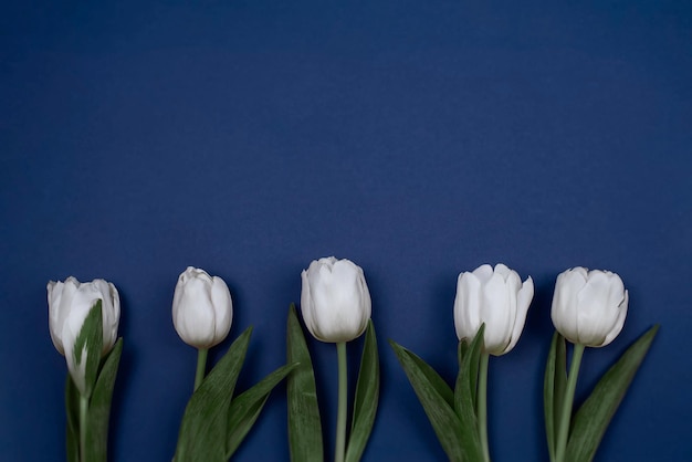 Fünf weiße Tulpen auf blauem Hintergrund wie eine Muttertagskarte Valentinstag oder Geburtstagskarte