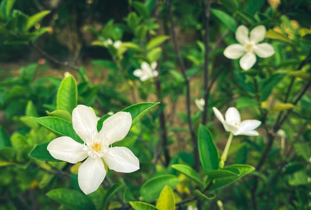 Fünfblättrige weiße Jasminblüten blühen in weißer Farbe, kleine fünf Blütenblätter mit gelbem Pollen