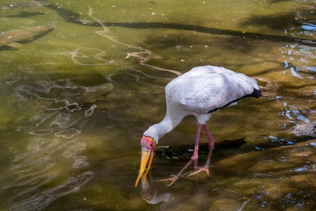 FUENGIROLA, ANDALUCIA / ESPAÑA - 4 DE JULIO: Cigüeña de pico amarillo (Mycteria ibis) en el Bioparc de Fuengirola Costa del Sol España el 4 de julio de 2017