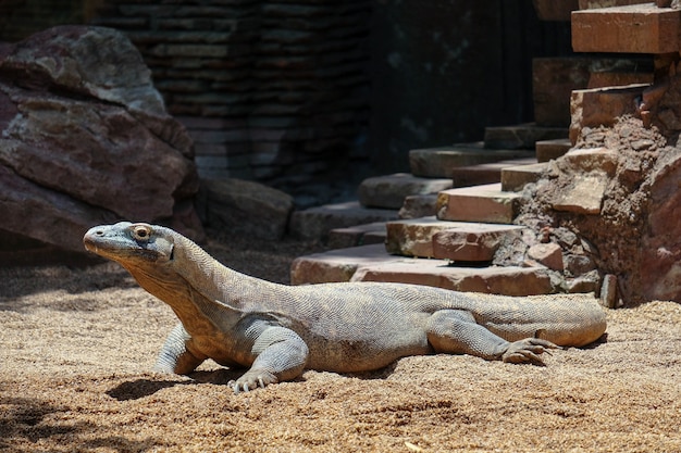 FUENGIROLA, ANDALUCIA / ESPAÑA - 4 DE JULIO: Dragón de Komodo (Varanus komodoensis) en el Bioparc de Fuengirola Costa del Sol España el 4 de julio de 2017