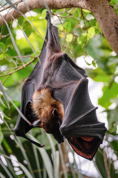 FUENGIROLA, ANDALUCIA / ESPANHA - 4 DE JULHO: Flying Fox Bat (Pteropus) no Bioparc em Fuengirola Costa del Sol, Espanha, em 4 de julho de 2017