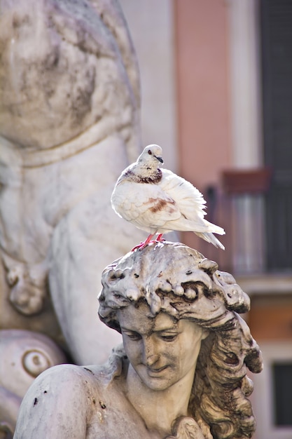 Fuente estatua y paloma en Piazza Navona en Roma (Italia)