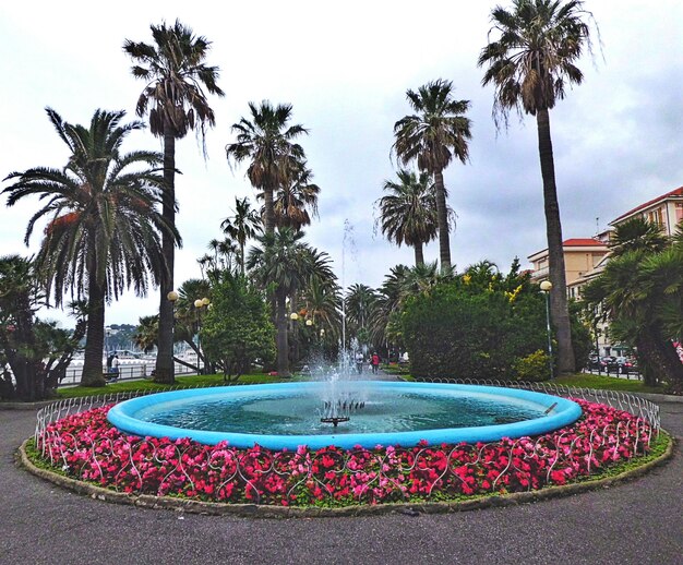 Fuente con palmeras en el fondo