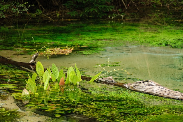 Fuente de río con agua clara en el bosque lluvioso en Bonito Mato Grosso do Sul Brasil