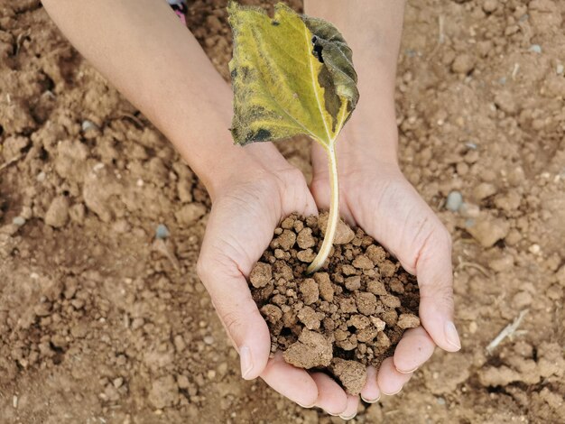 Für den Planeten sorgen die Erde die Natur das Ökosystem Hände beim Aufheben einer Pflanze