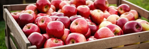 Für den sofortigen Versand vorbereitete Äpfel werden in einem gekühlten Lager gelagert Eine Obstverarbeitungsanlage ist mit der Herstellung von Saft, Apfelwein und Essig beschäftigt
