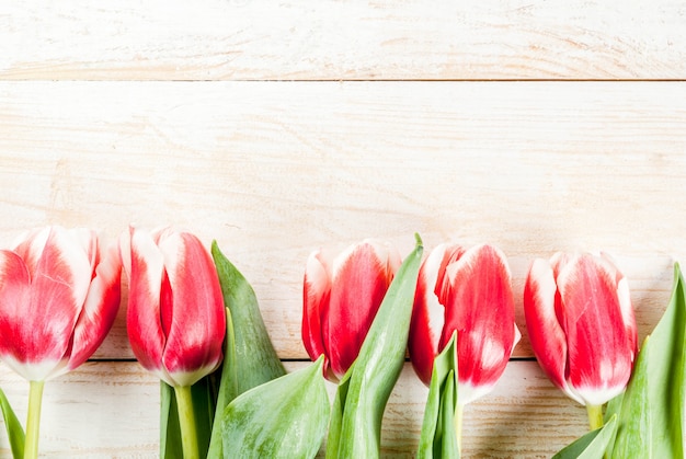 für Glückwünsche Grußkarten. Frische Frühlingstulpenblumen, auf weißer hölzerner Draufsicht