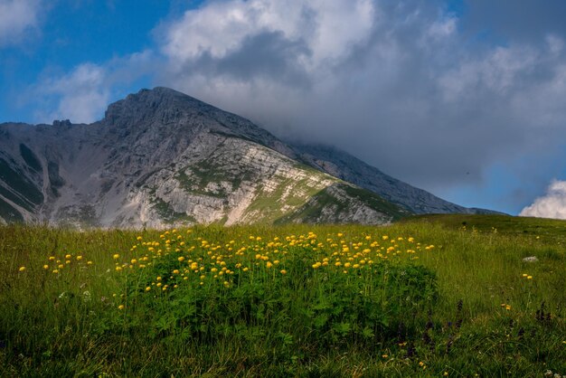 Foto fuera de trollius europaeus en los pastos de los alpes