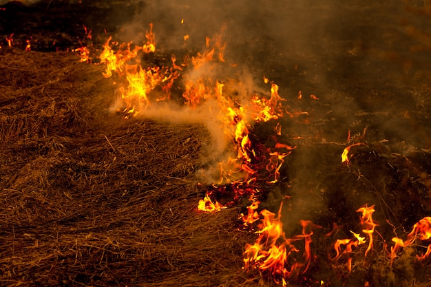 Un fuerte fuego se extiende en ráfagas de viento a través de la hierba seca, fumando hierba seca, concepto de fuego y quema del bosque