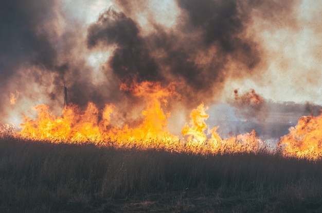 Fuerte fuego y humo, hierba y juncos en llamas. Humo negro.