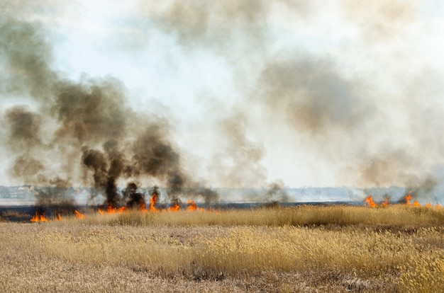 Fuerte fuego y humo, hierba y juncos en llamas. Humo negro.