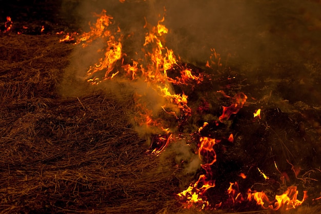 Un fuerte fuego se propaga en ráfagas de viento a través de hierba seca fumando hierba seca concepto de fuego y quema del bosque