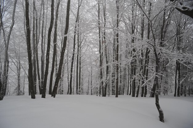 Durante una fuerte nevada