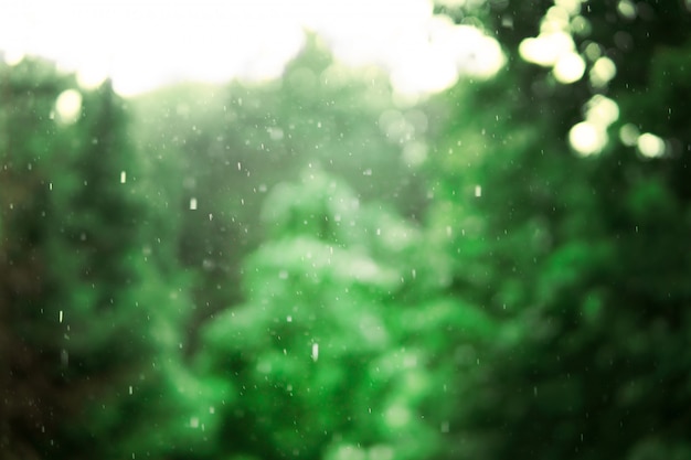 Fuertes lluvias en el fondo de árboles verdes. Paisaje en el bosque húmedo.