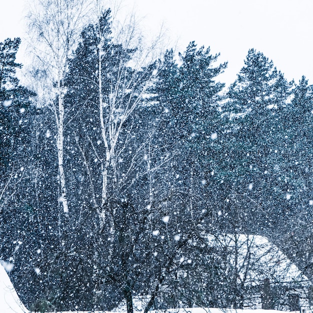 Fuertes nevadas en el pueblo contra el telón de fondo del bosque de invierno