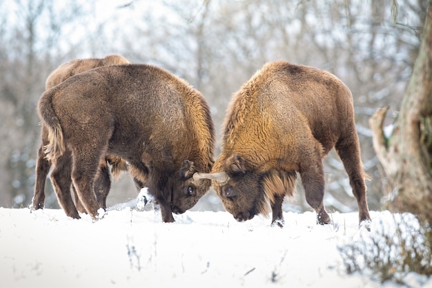 Foto fuertes sabios en un duelo territorial sobre nieve en invierno