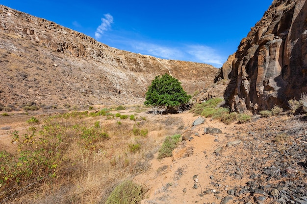 Fuerteventura, barranco con arbolito