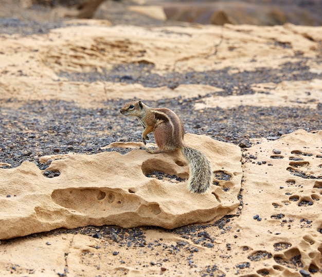 Fuerteventura-Eichhörnchen in Kanarischen Inseln