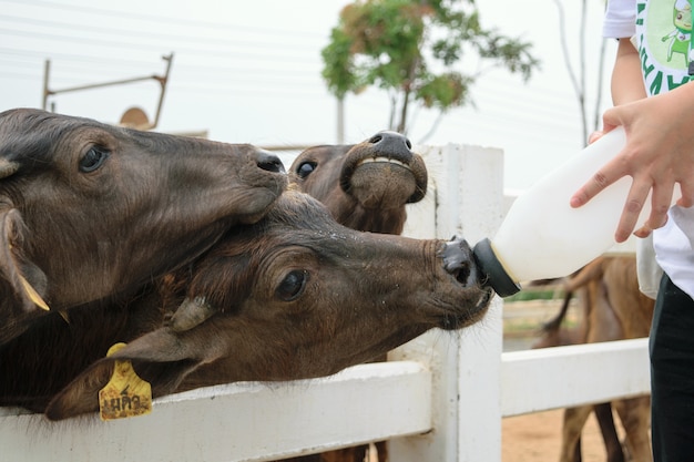 Füttere Milch zu Büffel