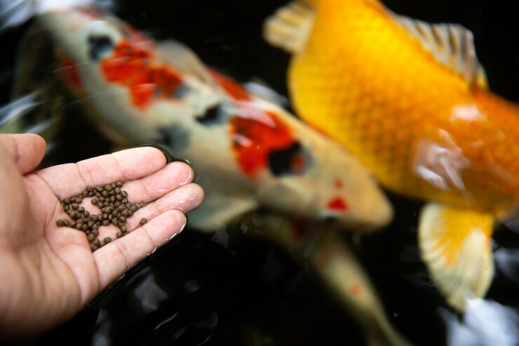 Füttern Sie die Koi-Fische im Teich
