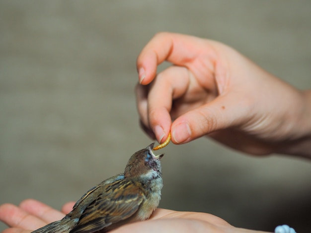 Füttern Sie Mehlwurm zum Spatzenvogel