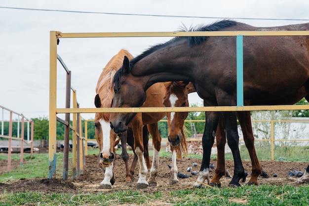 Füttern sie schöne und gesunde pferde auf der ranch. tierhaltung und pferdezucht.