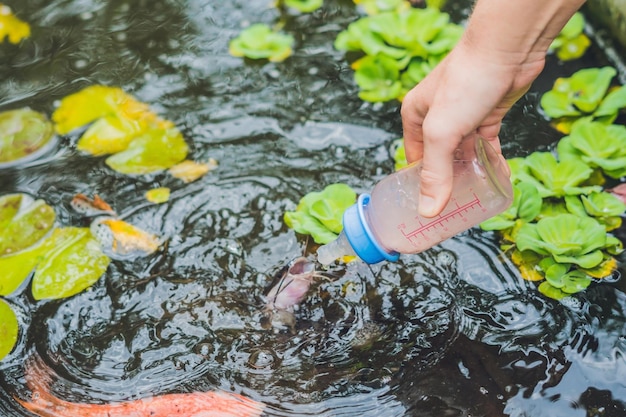 Füttern von Fischen aus Babyflaschen. Koi-Karpfen.