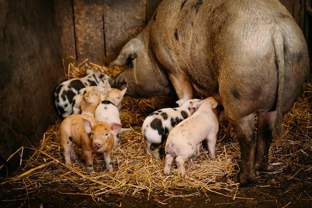 Foto fütterung von ferkeln und schweinen im stall