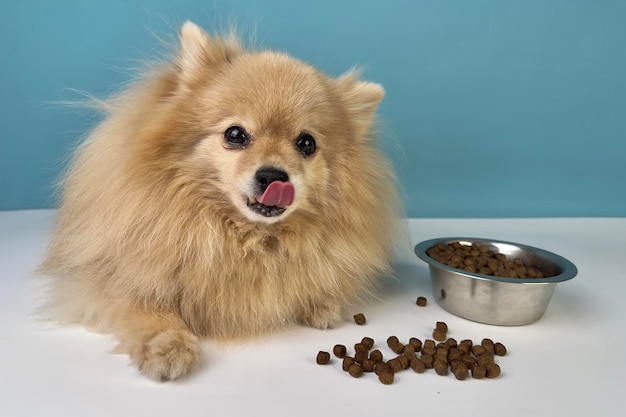 Fütterung von Haustier schöne kleine Rasse kleiner Welpe Pomeranian Spitz Hund Gesundes Hündchen schaut auf Schüssel mit Trockenfutter auf blauem Hintergrund und geht essen