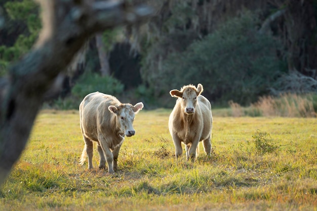 Fütterung von Rindern auf Ackerland Grünland Milchkühe grasen an warmen Sommertagen auf grüner Farmweide