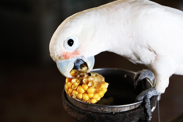 Fütterung weißer Papageien mit gelbem Mais Haustierpflege für Menschen