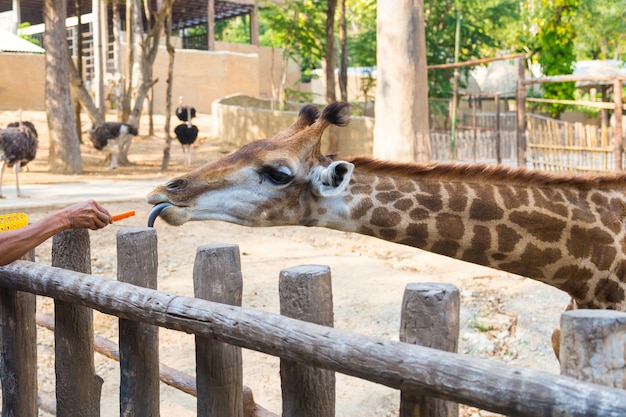 Fütterungsgiraffe der Leute