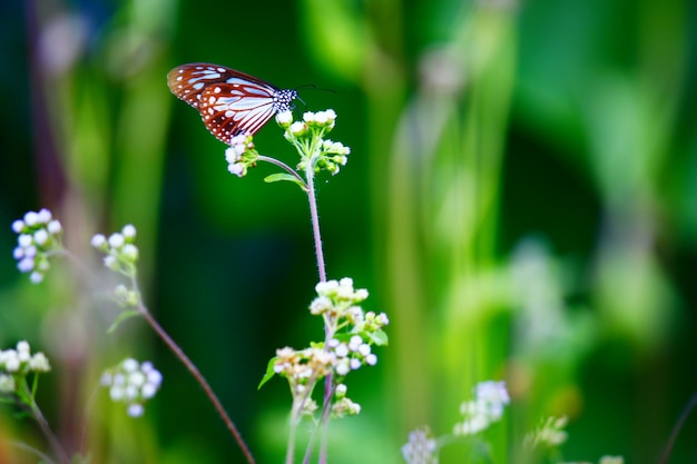 Fütterungsweiße Blumen des Schmetterlinges im Garten