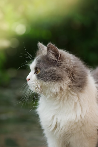 Fuffy gato gris y blanco sentado entre los arbustos