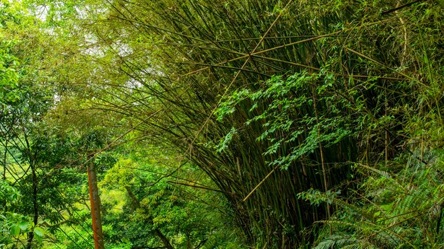 Fuga da floresta do parque da cachoeira de Shifenliao da cidade nova de Taipei de Taiwan