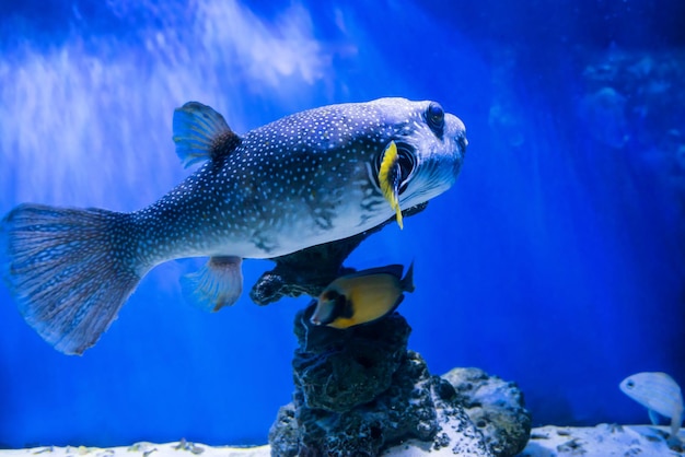 Fugu Kugelfisch Kugelfisch Arothron Hispidus im Aquarium als Hintergrund der Unterwasserwelt des Meeres