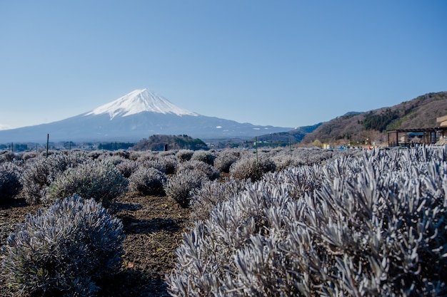 Fuji-Berg und purpurrote Blume