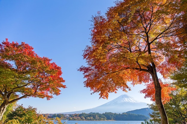 Fuji-Herbst