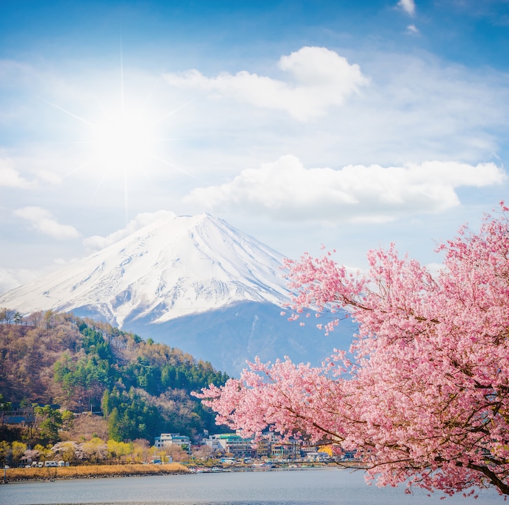 Foto fuji montês em primavera, flor de cerejeira sakura