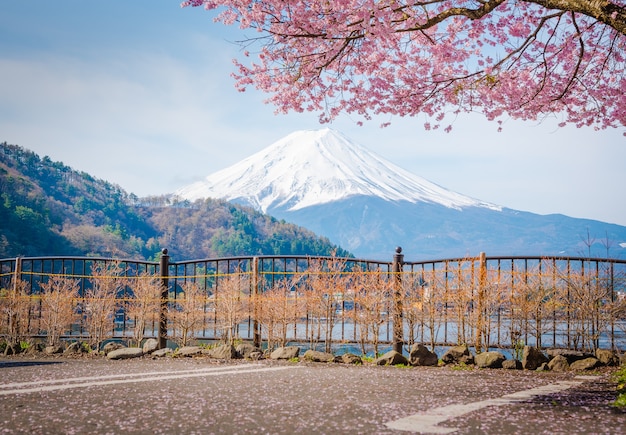 Fuji montês em primavera, Flor de cerejeira Sakura