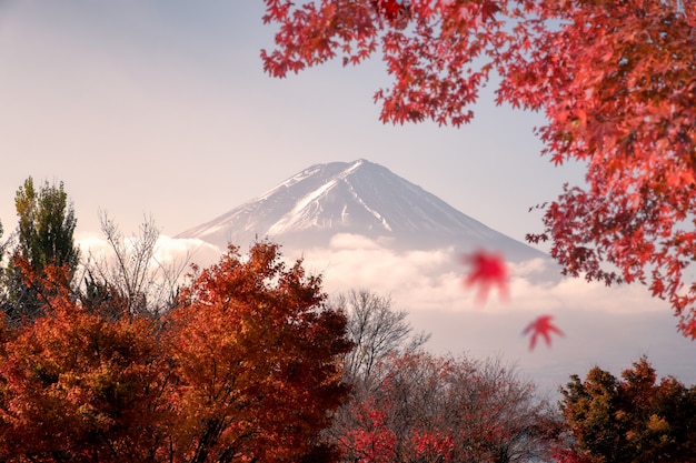 Fuji-San-Berg im Rot verlässt Ahorn im Herbst