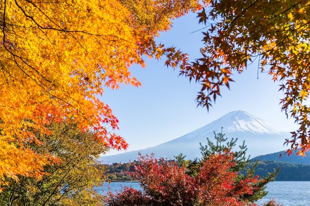 Fujisan und Ahornbaum