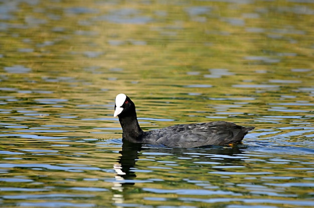 Fulica atra - Das Blässhuhn ist eine Vogelart aus der Familie der Rallidae.