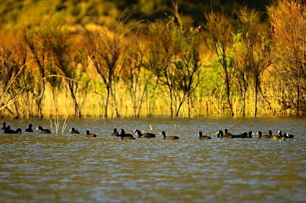 Fulica atra - La focha común es una especie de ave de la familia Rallidae.