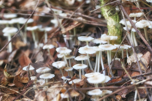 Fuliginosus pequeno Heim de Termitomyces na terra do jardim vegetal.